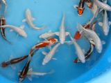 koi choguro koi choguro