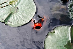 Koi kapři