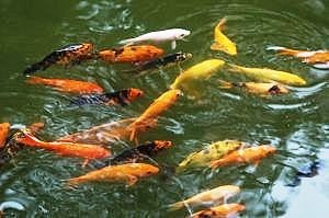 koi