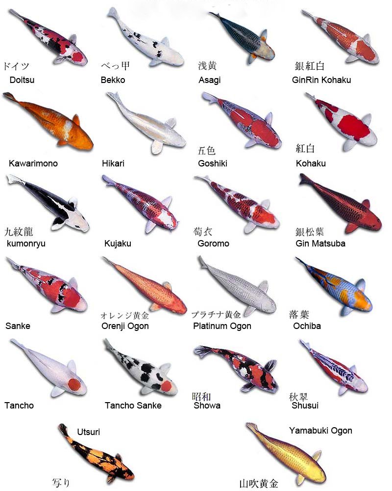 KOI