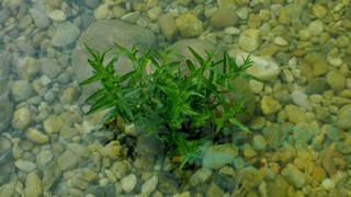 vodní rostliny mělčiny